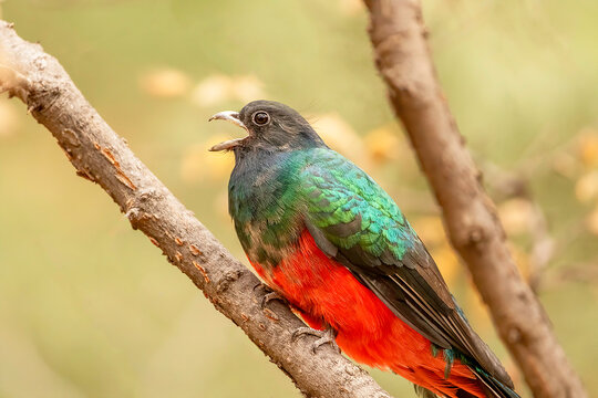An eared quetzal calling in the forest. 