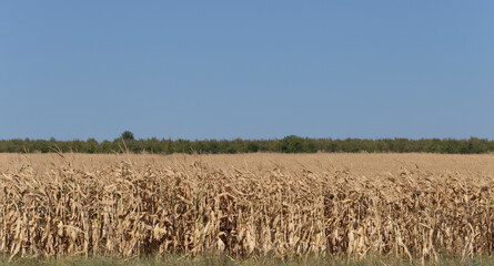 Expanses of fields with ripe corn. Cornfield in late autumn. Brown dry feed corn everywhere.