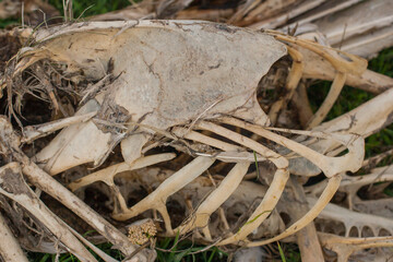 The decaying skeleton of a pelican. Bones of a dead bird. An ecological disaster.