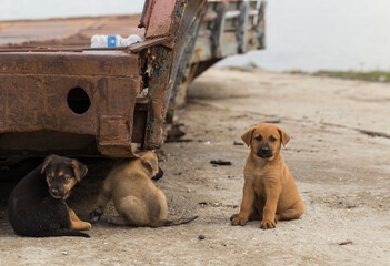 Central Asian Shepherd. Feral dogs on their territory. Puppy games, the relationship between animals.