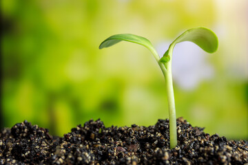 Closeup- seedling are growing in the soil /  Young Plant Growing In Sunlight