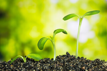Closeup- seedling are growing in the soil /  Young Plant Growing In Sunlight