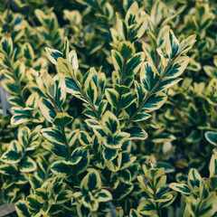 green leaves background