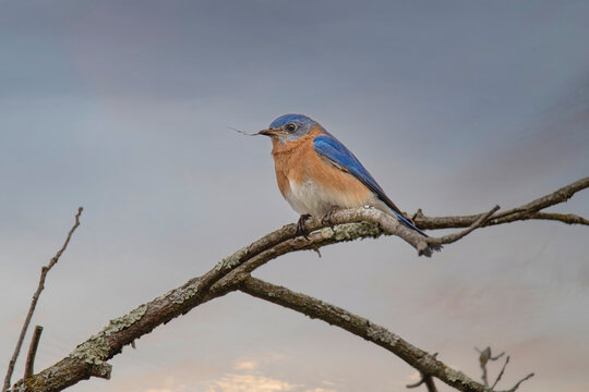 Male bluebird perched holding a piece of grass for his nest