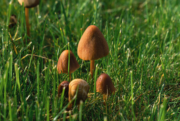 Brown Mushrooms in grass sunny