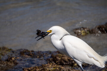 White Heron Hunting for Food