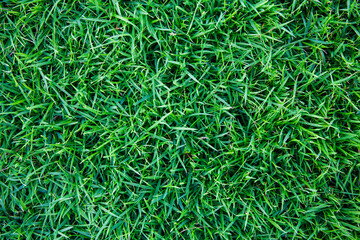 Green grass background texture.