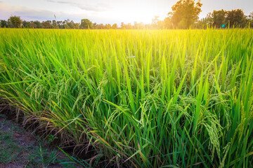 Rice Field in the Morning.
