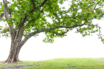 big tree isolated on white background.