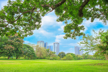 The beautiful garden in the park with green pastures green trees and blue sky.