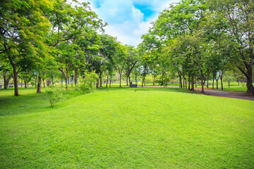 Fototapeta na wymiar The beautiful garden in the park with green pastures green trees and blue sky.