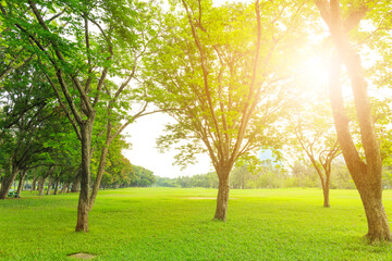 Obraz premium The beautiful garden in the park with green pastures green trees and blue sky in the morning.