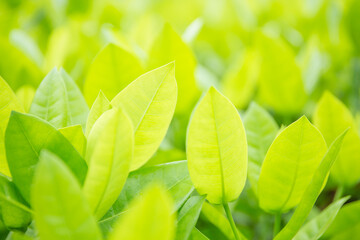 Fototapeta na wymiar Green leaf background blur