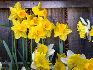 Flower bed with yellow daffodil flowers blooming in the spring