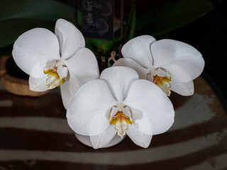 Flowering white orchid flowers  on the contrasting background
