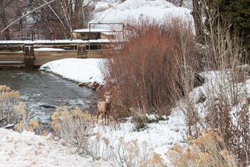 Female Rocky Mountain bighorn sheep in the wild in winter, with ear tags for game management and conservation purposes.