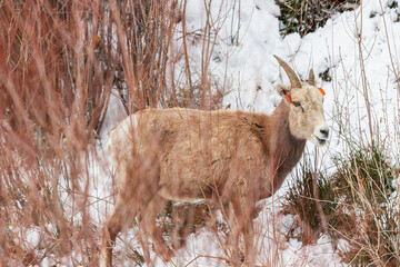 Female Rocky Mountain bighorn sheep in the wild in winter, with ear tags for game management and conservation purposes.