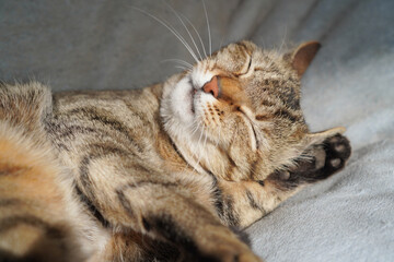 毛づくろいするキジトラ