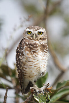 Burrowing owl in its habitat posing for a photo in the countryside of Brazil
