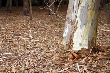 close up of eucalyptus tree trunk amongst leaf and bark covered ground