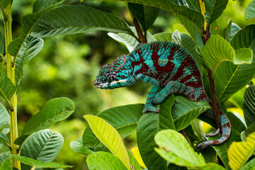 The colors, Chameleon