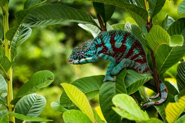 Wandcirkels tuinposter The colors, Chameleon © Jef