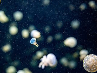 Obraz na płótnie Canvas The small jellyfish