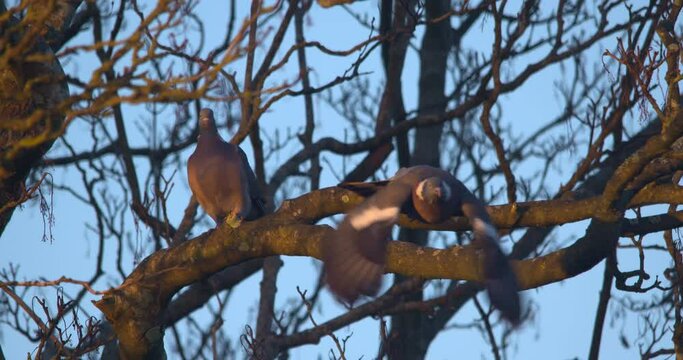 Pigeon pair of birds flying from tree branch sunset golden light slow motion