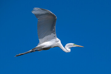 Great Egret, which can have a wingspan up to five feet, in flight in a clear sky.