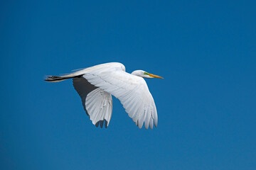 Great Egret, which can have a wingspan up to five feet, in flight in a clear sky.