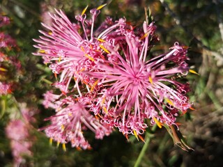 Pincushion Cone Flower, an Australian native flowering shrub