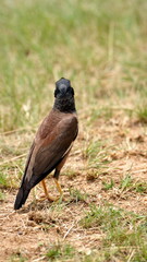 Indian myna (Acridotheres tristis) in a field at Rietvlei Nature Reserve in Pretoria, South Africa