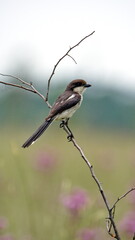 Southern fiscal (Lanius collaris) perched in a tree at Rietvlei Nature Reserve in Pretoria, South Africa