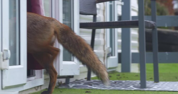 Red Fox Walking Through Open House Front Door