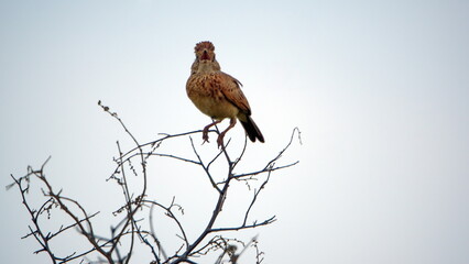 Rufous-naped lark (Mirafra africana) perched in a tree at Rietvlei Nature Reserve in Pretoria, South Africa