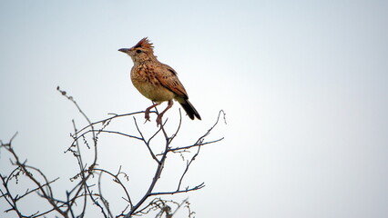 Rufous-naped lark (Mirafra africana) perched in a tree at Rietvlei Nature Reserve in Pretoria, South Africa