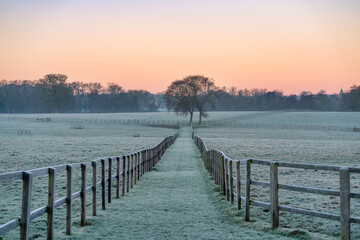 Frosty meadow path leading into a tree at dawn