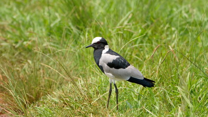 Blacksmith plover (Vanellus armatus) in a field at Rietvlei Nature Reserve in Pretoria, South Africa