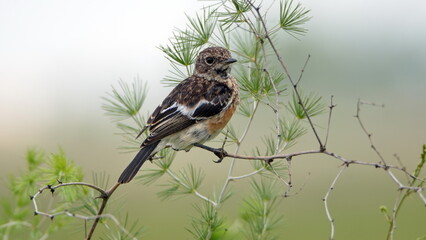 African stonechat (Saxicola torquatus) in a bush at Rietvlei Nature Reserve in Pretoria, South Africa