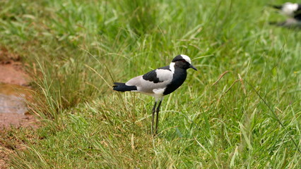 Blacksmith plover (Vanellus armatus) in a field at Rietvlei Nature Reserve in Pretoria, South Africa