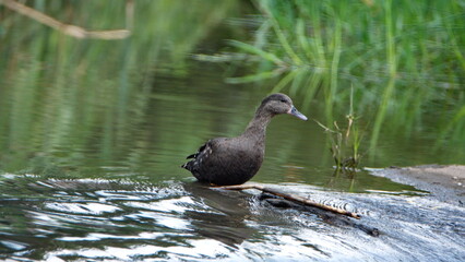 African black duck (Anas sparsa) in a pond at Rietvlei Nature Reserve in Pretoria, South Africa