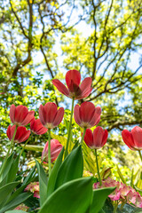 Pink Color tulip flower at Bellingrath Garden