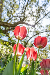 Fototapeta premium Pink Color tulip flower at Bellingrath Garden