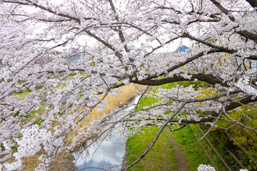 Cherry Blossoms and Stream