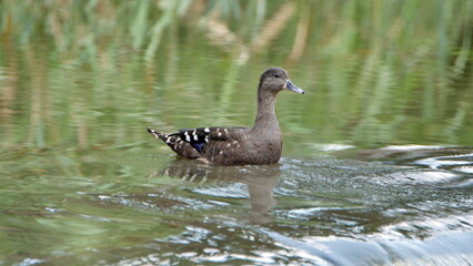 African black duck (Anas sparsa) swimming in a pond at Rietvlei Nature Reserve in Pretoria, South Africa