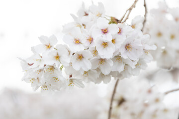 Cherry Blossoms