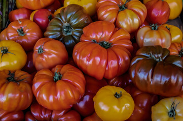 Big colorful heirloom tomatoes