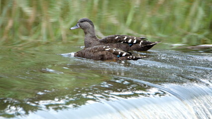 African black duck (Anas sparsa) swimming in a pond at Rietvlei Nature Reserve in Pretoria, South Africa