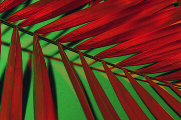 Toned tropical leaf on green background