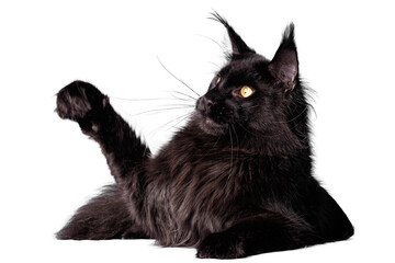 A big black maine coon kitten sitting in studio on white background, isolated.